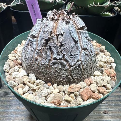 観葉植物 コーデックス 亀甲竜」の人気商品一覧 | 安い商品を通販